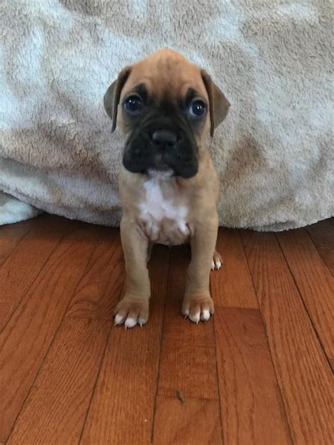 Akc Boxer Puppies For Sale In Nj